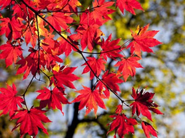 When Fall Starts 2027: The Exact Date and What It Means